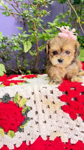 Shihtzu com lhasa apsu