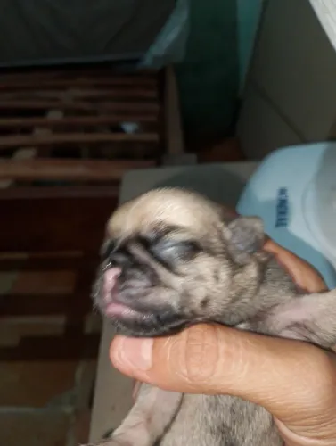 Vendo os lindos filhotes de Pug nascido em dia 11 de agosto de 2026