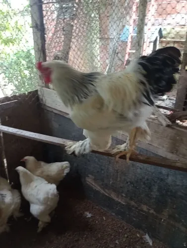 Galo e galinha bhama 