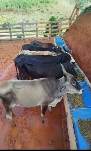 Vaca