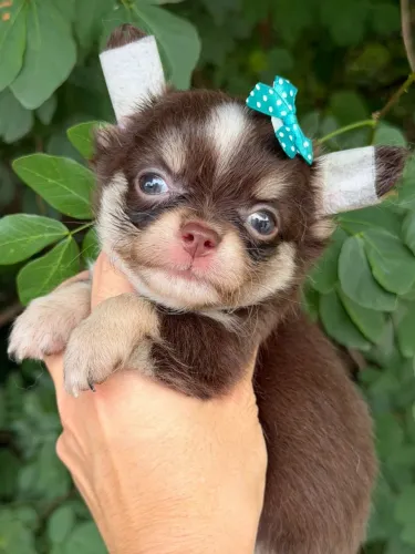 Chihuahua fêmea Chocotan . Uma formosura de filhote pelagem longa  50 dias