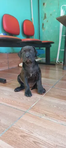 PIT MONSTER 