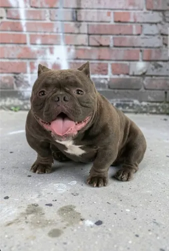 American Bully NANO