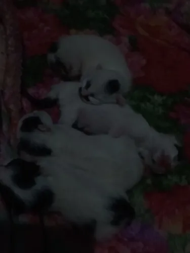 Filhote de gato (reserva)
