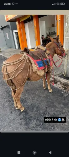 Mini Mula nova
