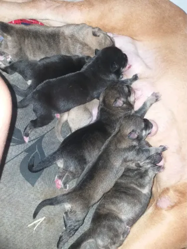 Vende-se filhotes de american bully 