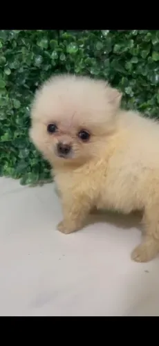 Filhote Lulu da Pomerania