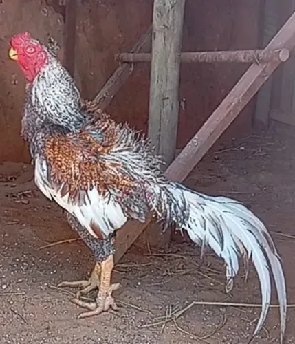 Golo e galinhas bico curto