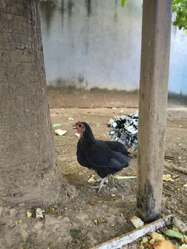 Mini Galinhas/ Garnisé/Galinzé / Garnizé