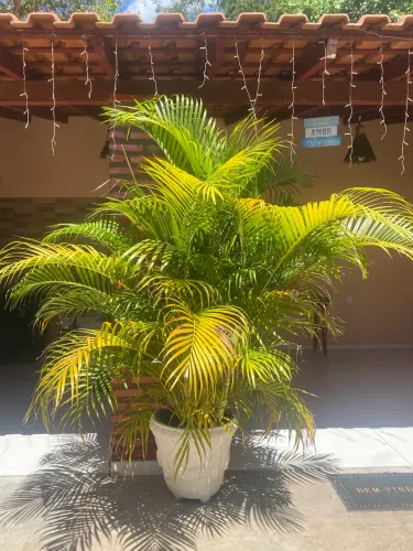 Palmeira