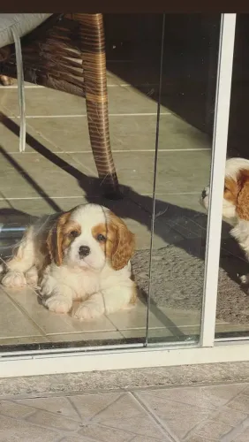 Filhote de Cavalier King Charles Spaniel 