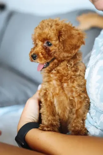 Poodle Pequeno Príncipe Cacheadinho