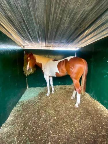 Potro paint horse