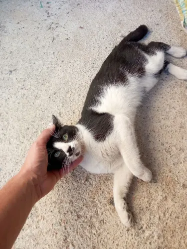 Gato para doação 