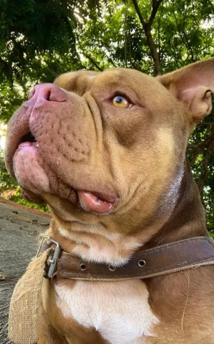 Vende American Bully 