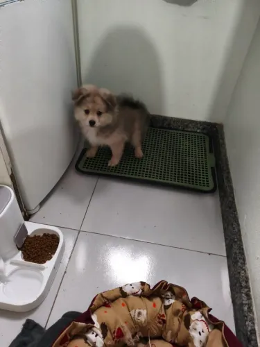Vendo fêmea sptys alemão