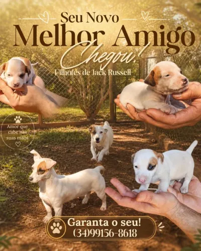 A venda filhote de Jack Russell