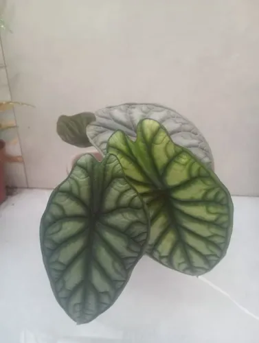 @flor_folhas loja online de plantas