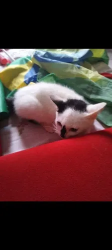 Doa se Gato Macho