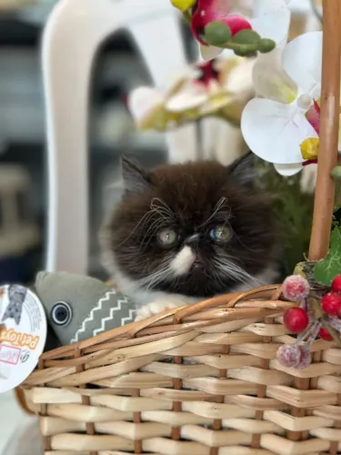 Gato persa macho maravilhoso