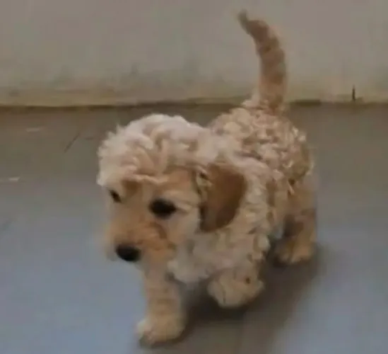 Poodle linda femea micro linda demais
