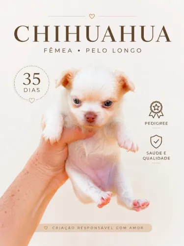 Chihuahua Fêmea Pelo longo com Pedigree