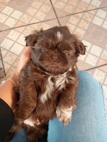 Filhotes Shitzu Chocolate Macho