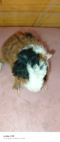 Porquinho da Índia TEDDY 