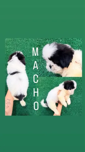 Shitzu macho menino