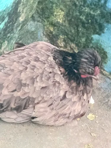 Vendo um casal um galo e e uma galinha da Índia