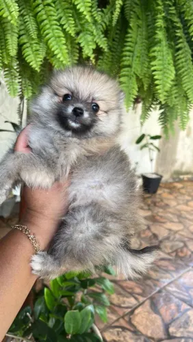 Lulu da Pomerânia fofo