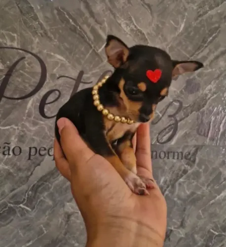 Pinscher filhote - pequeno e cheio de personalidade