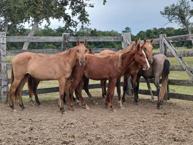 Vendo cavalos xucros prontos para domar 