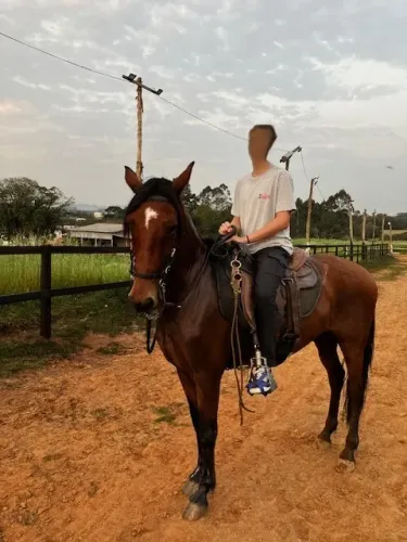 Cavalo Mangalarga Marchador Registado( Castrado)
