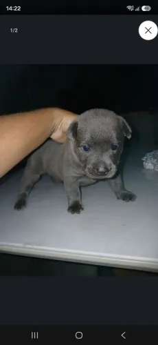 Cachorro