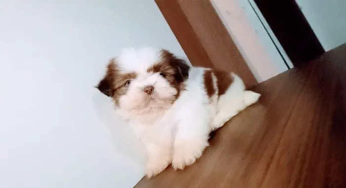 Shih-tzu