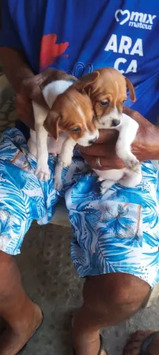 Vendo dois cachorros pisher macho tem dois meses