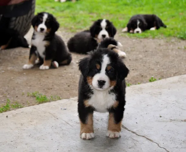 Bernese a pronta entrega - disponível pra guarda