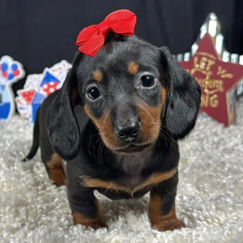 Dachshund | A família toda vai vai se apaixonar