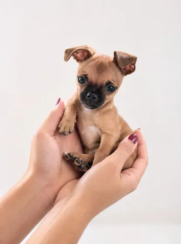 Pequeño Pinscher