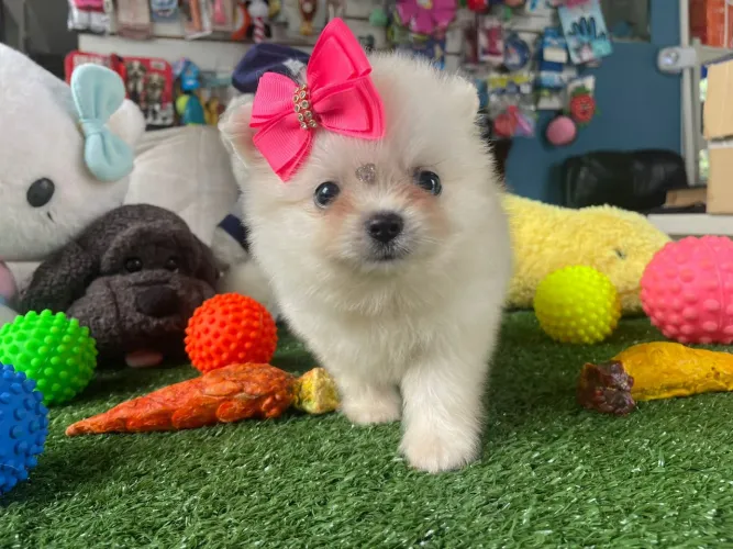 Spitz alemão fêmea mini a pronta entrega 