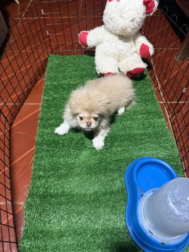 Vendo dóis filhotes macho de Pequines.