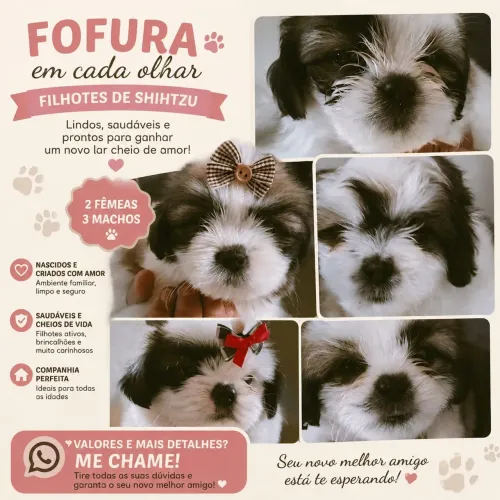 Filhotes de shituzu