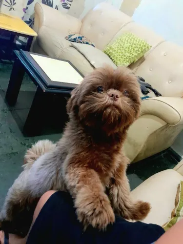 VENDO SHITZU