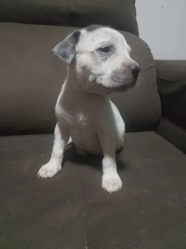 Vendo filhotes de Pitbull puro