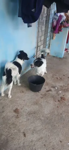 Doação de 2 Cachorros