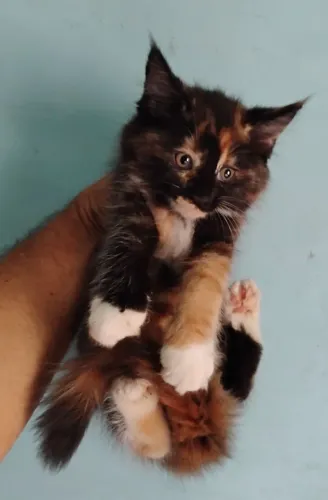 Filhotes de Maine Coon