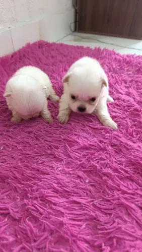 Maltês micro fêmea e macho disponível parcela no cartão e entrega