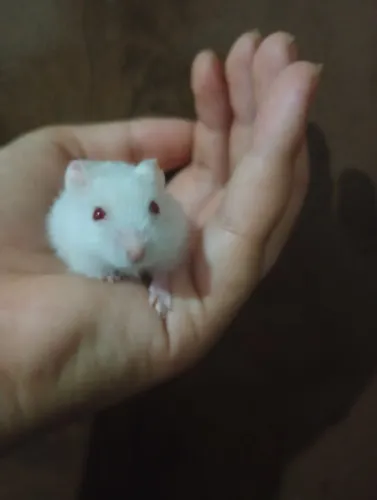 Hamster anão russo