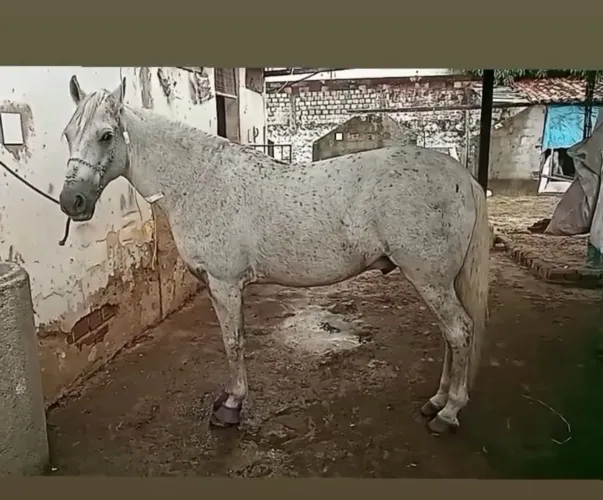Vendo Cavalo com Carroça 